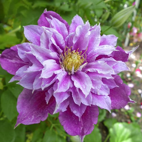 Clematis Birthday Girl, С2 interface.art Bild 1 Clematis Birthday Girl, С2 interface.image 1 interface.art 5466