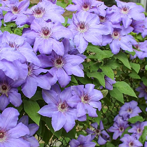 Clematis Blue Cotillion, С2 interface.art Bild 1 Clematis Blue Cotillion, С2 interface.image 1 interface.art 5467