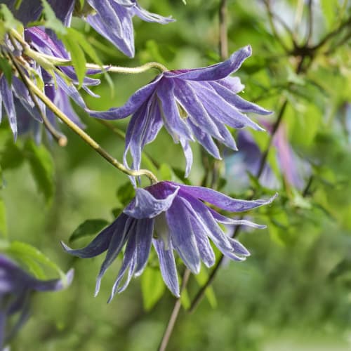 Clematis Cecile, С2 interface.art Bild 1 Clematis Cecile, С2 interface.image 1 interface.art 5469