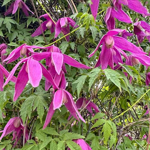 Clematis Constance, С2 interface.art Bild 1 Clematis Constance, С2 interface.image 1 interface.art 5470