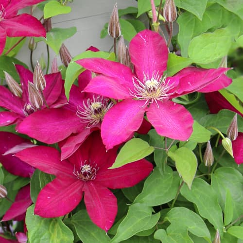 Clematis Expander, С2 interface.art Bild 1 Clematis Expander, С2 interface.image 1 interface.art 5471