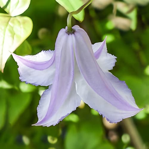 Clematis Fairy Slippers, С2 interface.art Bild 1 Clematis Fairy Slippers, С2 interface.image 1 interface.art 5472