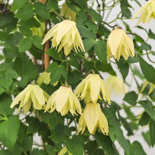 Clematis Golden Surprise, С2 interface.art Bild 1 Clematis Golden Surprise, С2 interface.image 1 interface.art 5475