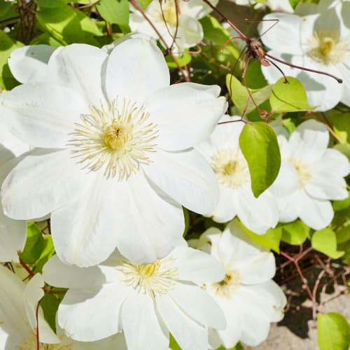 Clematis Guernsay Cream interface.art Bild 1 Clematis Guernsay Cream interface.image 1 interface.art 4122