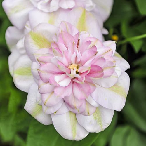 Clematis Innocent Blush, С2 interface.art Bild 1 Clematis Innocent Blush, С2 interface.image 1 interface.art 5478