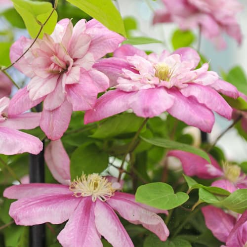 Clematis Innocent Glance, С2 interface.art Bild 1 Clematis Innocent Glance, С2 interface.image 1 interface.art 5479