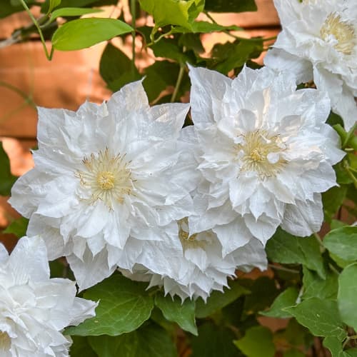 Clematis Isago, С2 interface.art Bild 1 Clematis Isago, С2 interface.image 1 interface.art 5480