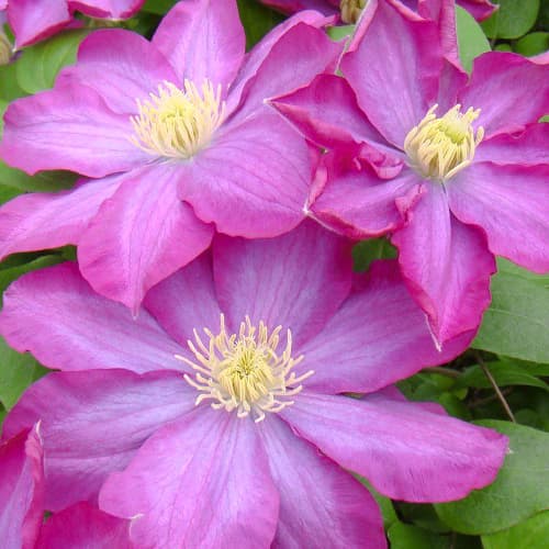 Clematis Kakio Pink Champange interface.art Bild 1 Clematis Kakio Pink Champange interface.image 1 interface.art 1554