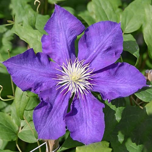 Clematis Lady Betty Balfour interface.art Bild 1 Clematis Lady Betty Balfour interface.image 1 interface.art 1556