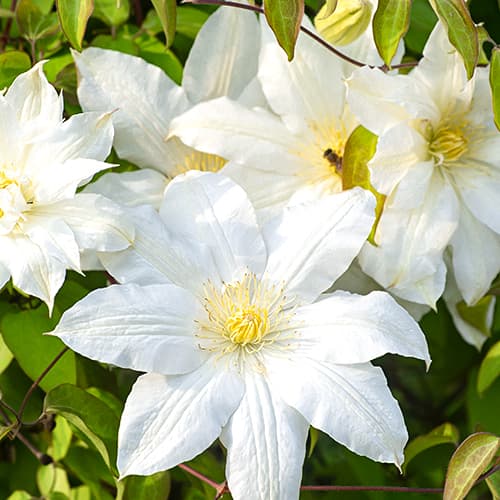 Clematis Lemon Chiffo, С2 interface.art Bild 1 Clematis Lemon Chiffo, С2 interface.image 1 interface.art 4120