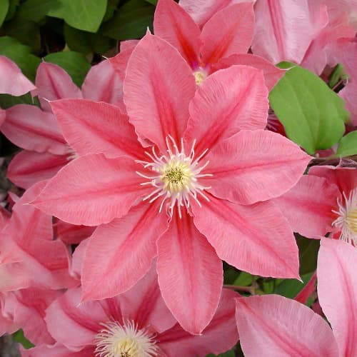 Clematis Little Mermaid, С2 interface.art Bild 1 Clematis Little Mermaid, С2 interface.image 1 interface.art 1557