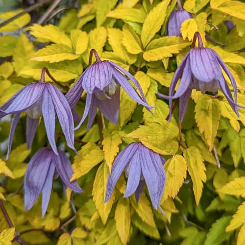 Clematis Luminous® Dusk, С2 interface.art Bild 1 Clematis Luminous® Dusk, С2 interface.image 1 interface.art 5485