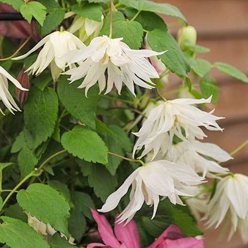 Clematis Luminous® Snow, С2 interface.art Bild 1 Clematis Luminous® Snow, С2 interface.image 1 interface.art 5486