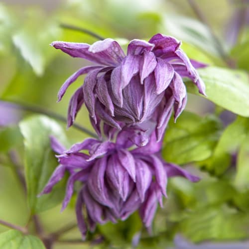 Clematis Mary Rose, Р9 interface.art Bild 1 Clematis Mary Rose, Р9 interface.image 1 interface.art 9663