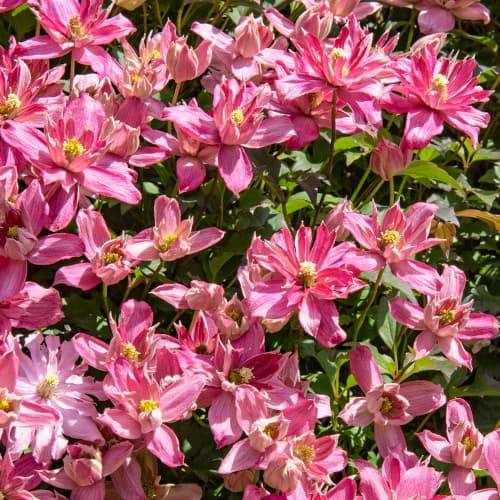 Clematis Montana Broughton Star, С2 interface.art Bild 1 Clematis Montana Broughton Star, С2 interface.image 1 interface.art 5652