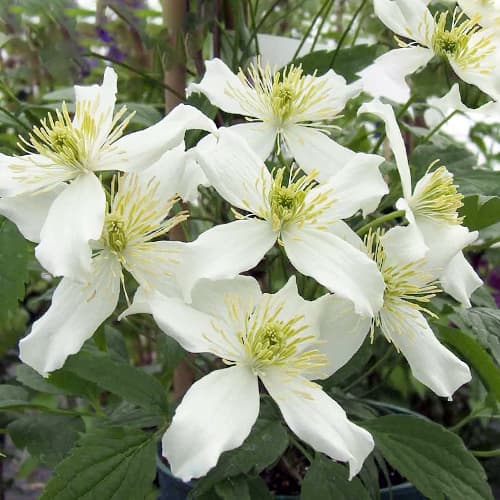 Clematis Montana Wilsonii interface.art Bild 1 Clematis Montana Wilsonii interface.image 1 interface.art 1559
