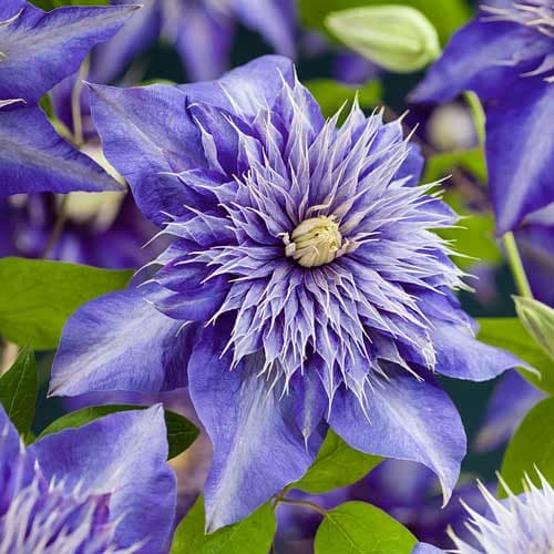 Clematis Multi Blue, С2 interface.art Bild 1 Clematis Multi Blue, С2 interface.image 1 interface.art 9050