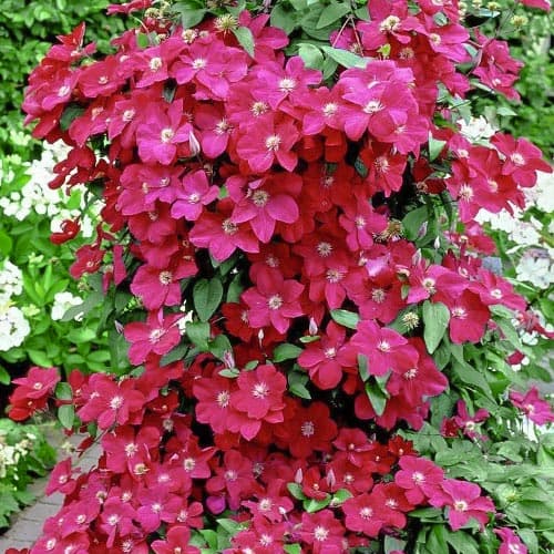 Clematis Niobe interface.art Bild 1 Clematis Niobe interface.image 1 interface.art 9582