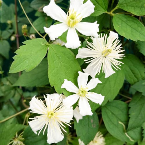 Clematis Paul Farges interface.art Bild 1 Clematis Paul Farges interface.image 1 interface.art 4116