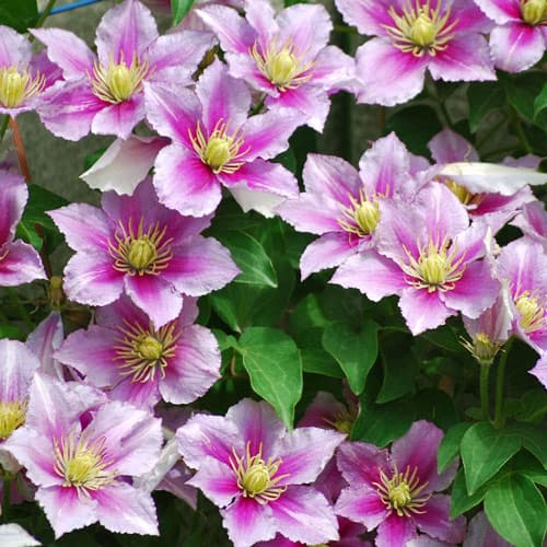 Clematis Piilu, С2 interface.art Bild 1 Clematis Piilu, С2 interface.image 1 interface.art 9583