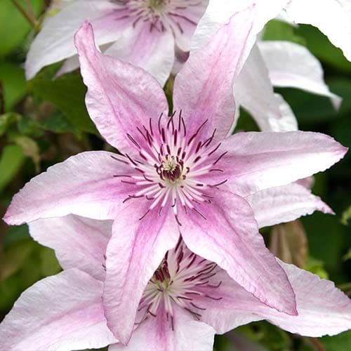 Clematis Pink Fantasy interface.art Bild 1 Clematis Pink Fantasy interface.image 1 interface.art 9055