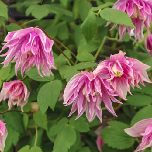 Clematis Pink Surprise, С2 interface.art Bild 1 Clematis Pink Surprise, С2 interface.image 1 interface.art 5487