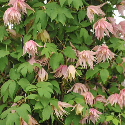 Clematis Pink Swing, С2 interface.art Bild 1 Clematis Pink Swing, С2 interface.image 1 interface.art 5488
