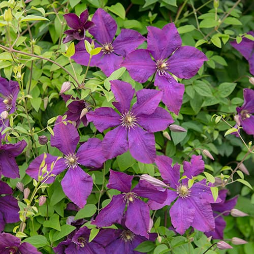 Clematis Polish Spirit interface.art Bild 1 Clematis Polish Spirit interface.image 1 interface.art 4119
