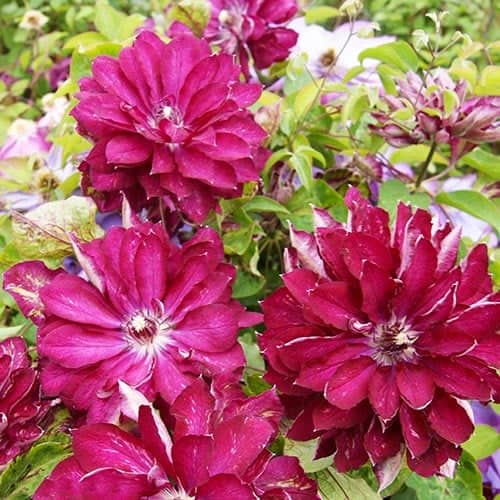 Clematis Red Star, С2 interface.art Bild 1 Clematis Red Star, С2 interface.image 1 interface.art 7763