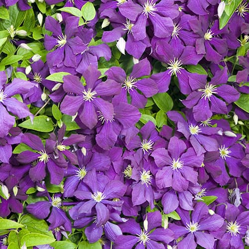 Clematis Romantica interface.art Bild 1 Clematis Romantica interface.image 1 interface.art 4763