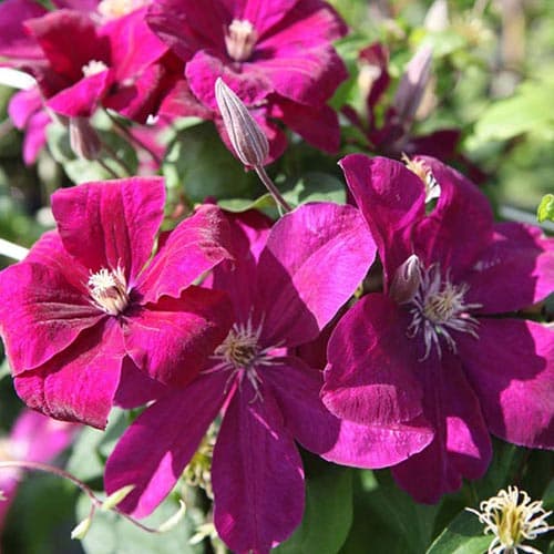 Clematis Rouge Cardinal interface.art Bild 1 Clematis Rouge Cardinal interface.image 1 interface.art 9057