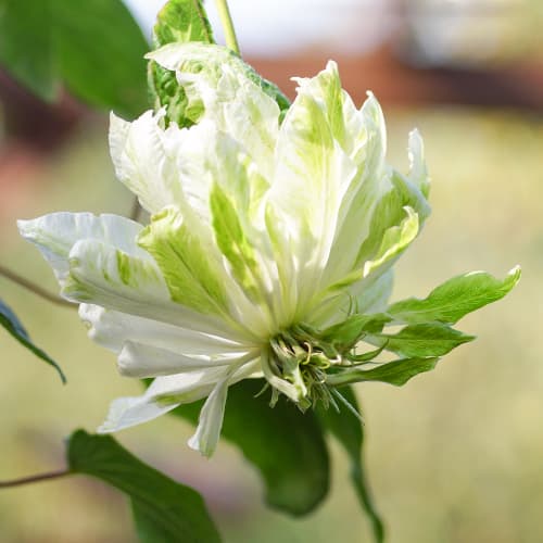 Clematis Sen-No-Kaze, С2 interface.art Bild 1 Clematis Sen-No-Kaze, С2 interface.image 1 interface.art 5654
