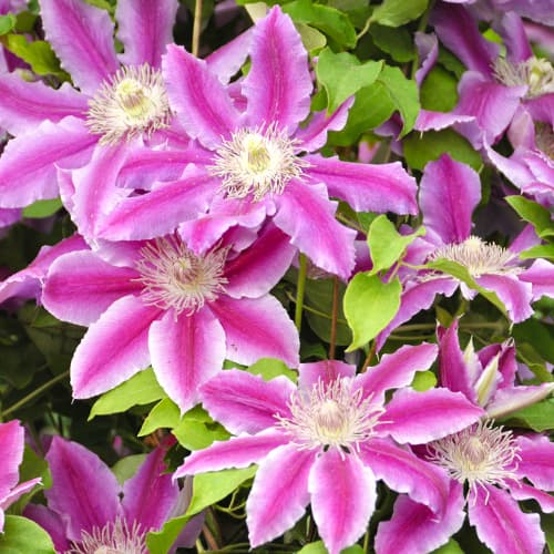 Clematis Tudor, С2 interface.art Bild 1 Clematis Tudor, С2 interface.image 1 interface.art 9058