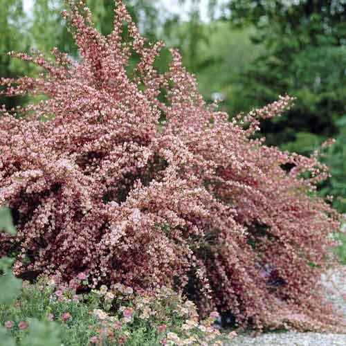 Cytisus Moyclare Pink, С2 interface.art Bild 1 Cytisus Moyclare Pink, С2 interface.image 1 interface.art 7767