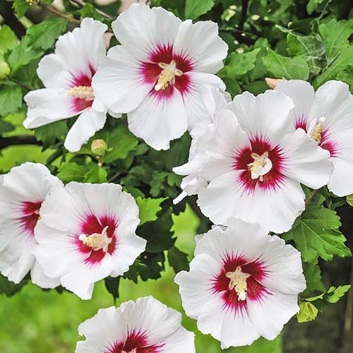 Hibiskus Red heart, P9 interface.art Bild 1 Hibiskus Red heart, P9 interface.image 1 interface.art 9022