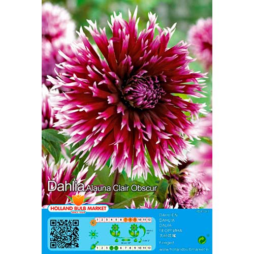 Dahlie Alauna Clair Obscur interface.art Bild 1 Dahlie Alauna Clair Obscur interface.image 1 interface.art 76405