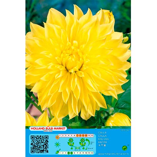 Dahlie American Sun interface.art Bild 1 Dahlie American Sun interface.image 1 interface.art 76406