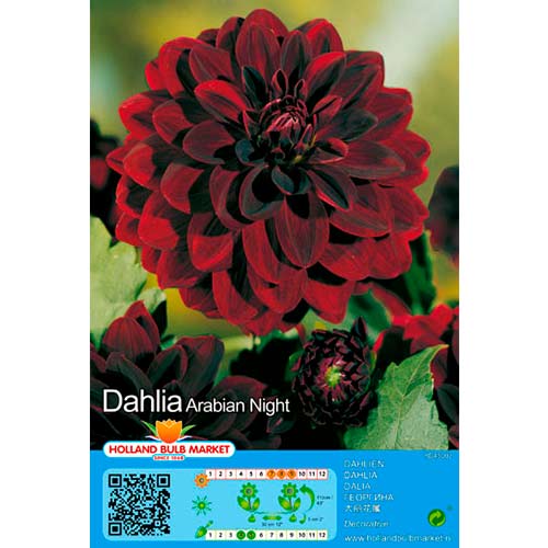 Dahlie Arabian Night interface.art Bild 1 Dahlie Arabian Night interface.image 1 interface.art 76407