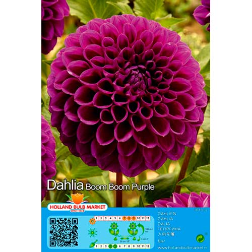 Dahlie Boom Boom Purple interface.art Bild 1 Dahlie Boom Boom Purple interface.image 1 interface.art 76409