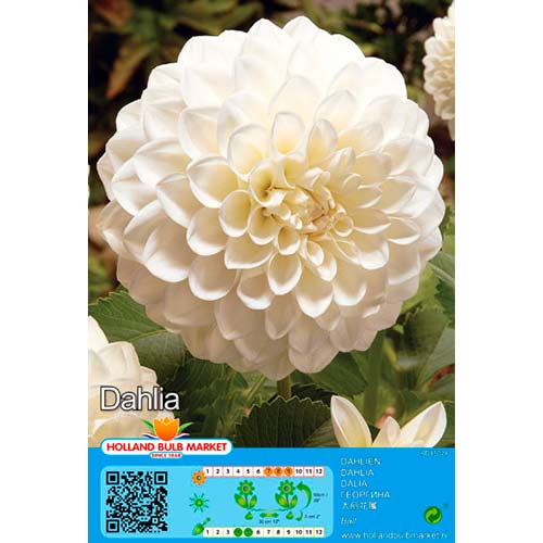 Dahlie Boom Boom White interface.art Bild 1 Dahlie Boom Boom White interface.image 1 interface.art 76410