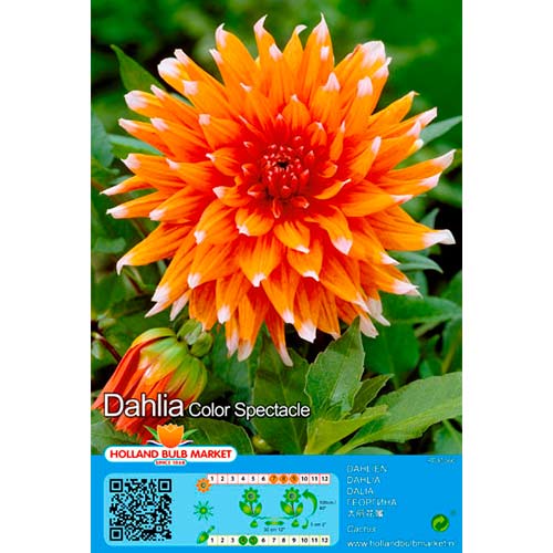 Dahlie Colour Spectacle interface.art Bild 1 Dahlie Colour Spectacle interface.image 1 interface.art 76413