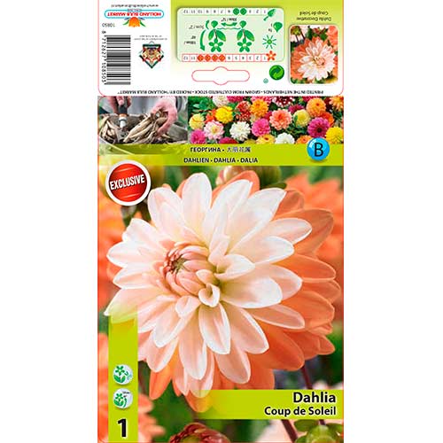 Dahlie Coup de Soleil interface.art Bild 1 Dahlie Coup de Soleil interface.image 1 interface.art 76205