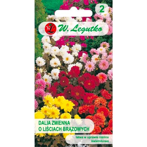 Dahlie Diablo mischung Legutko interface.image 1 interface.art 69579