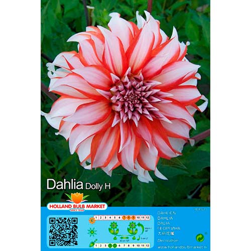 Dahlie Dolly H interface.art Bild 1 Dahlie Dolly H interface.image 1 interface.art 76416