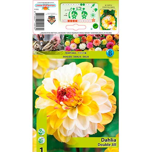 Dahlie Double Jill interface.art Bild 1 Dahlie Double Jill interface.image 1 interface.art 76563