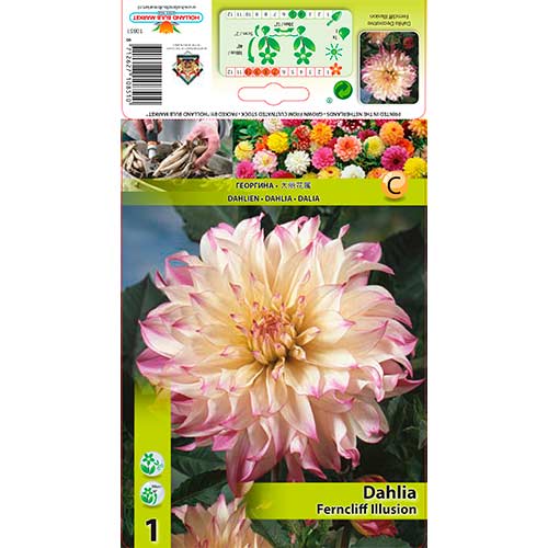 Dahlie Ferncliff Illusion interface.art Bild 1 Dahlie Ferncliff Illusion interface.image 1 interface.art 76579