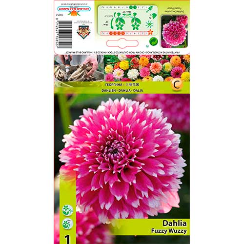 Dahlie Fuzzy Wuzzy interface.art Bild 1 Dahlie Fuzzy Wuzzy interface.image 1 interface.art 76580