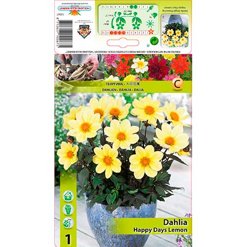 Dahlie Happy Days Lemon interface.art Bild 1 Dahlie Happy Days Lemon interface.image 1 interface.art 76211