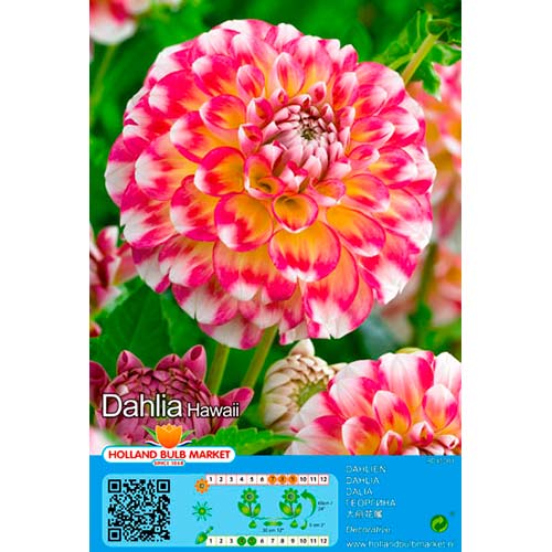 Dahlie Hawaii interface.art Bild 1 Dahlie Hawaii interface.image 1 interface.art 76419