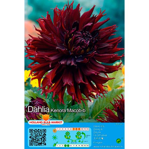 Dahlie Kenora Macop-B interface.art Bild 1 Dahlie Kenora Macop-B interface.image 1 interface.art 76420